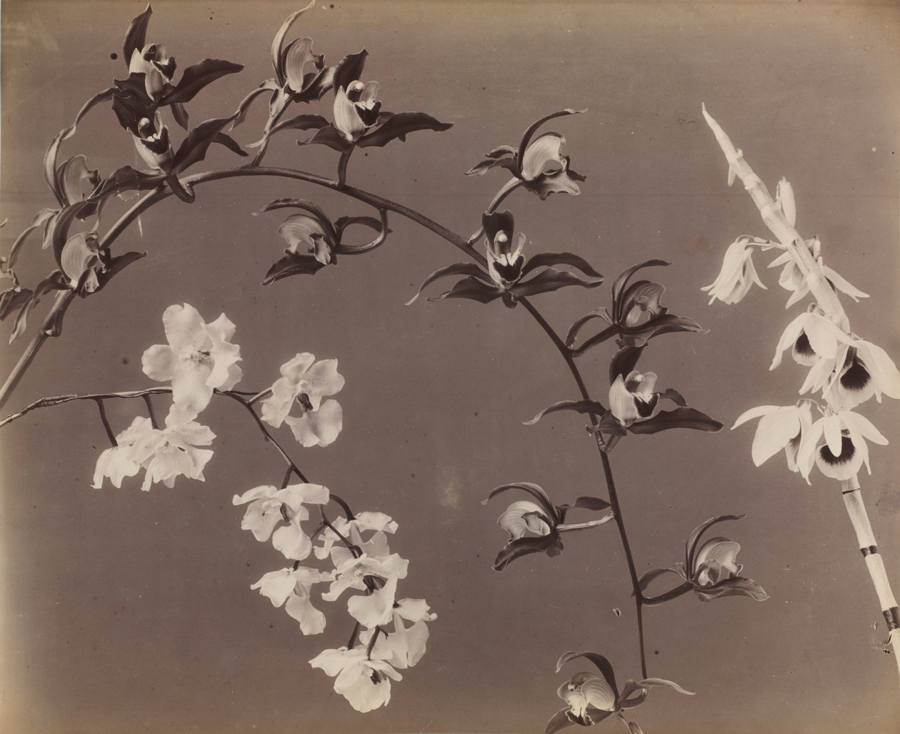 兰花研究，c。 1870年代。 作者 不明