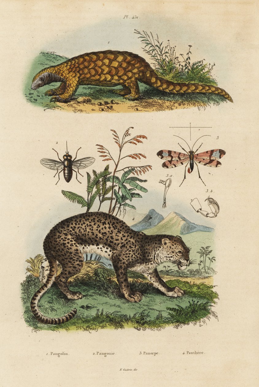 Sunda 穿山甲、Manis javanica、极度濒危1、豹、Panthera pardus 4、马蝇、Tabanus rostratus 3、蝎蝇、Panorpa community 3 作者 不明