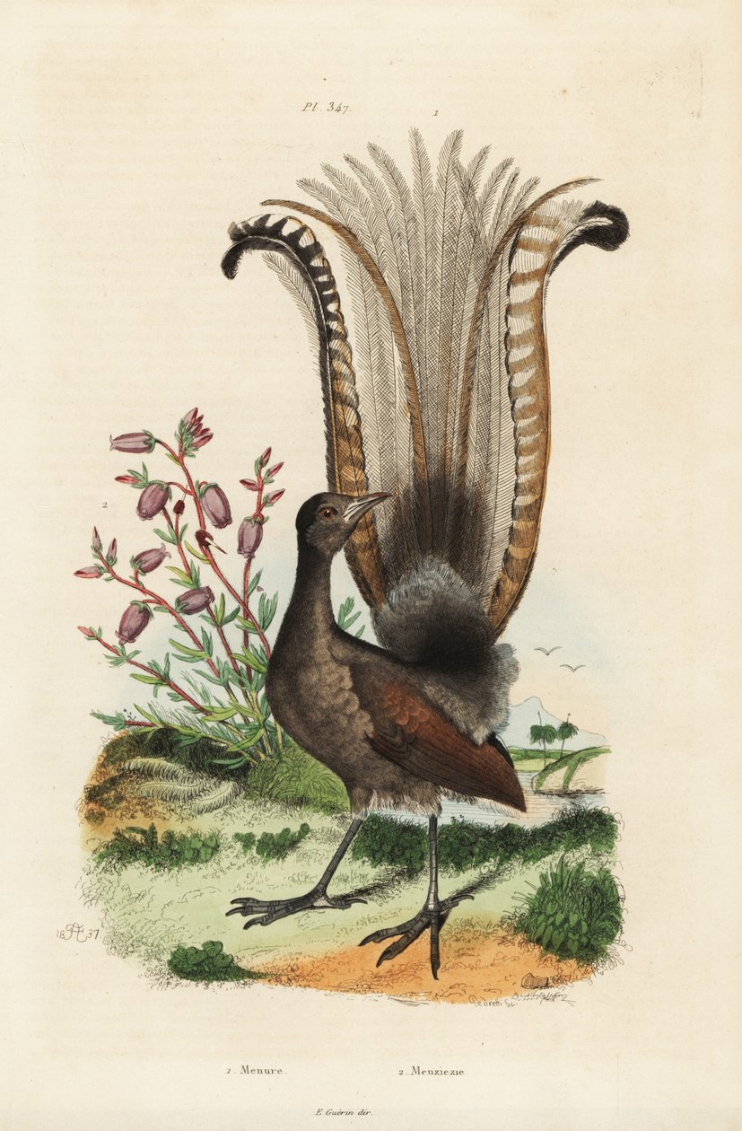 Superb lyrebird, Menura novaehollandiae 和假杜鹃花, Menziesia ferruginea 作者 不明