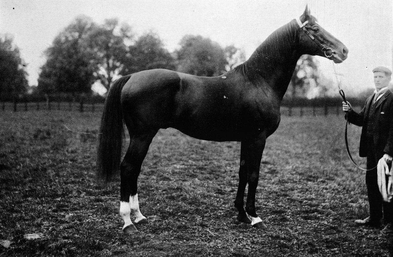 Surefoot，1911年 作者 不明