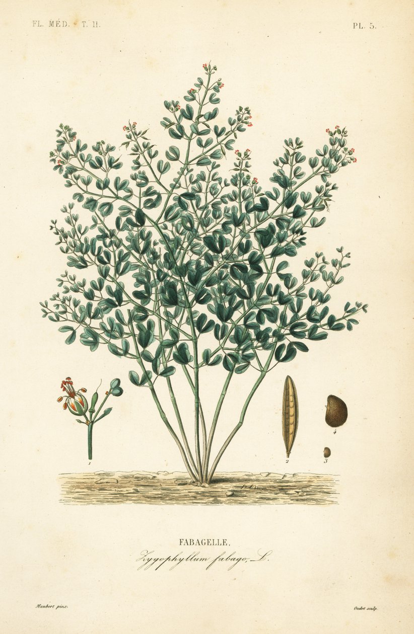 叙利亚豆角、Zygophyllum fabago、Fabagele 作者 不明