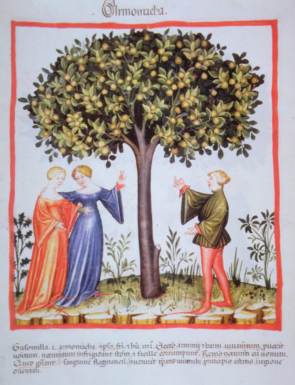 “Tacuinum Sanitatis”Codex Vindobonensis Nova 系列 2644，fol。 9、采杏，微型图（1370-1400）（纸本绘画） 作者 不明