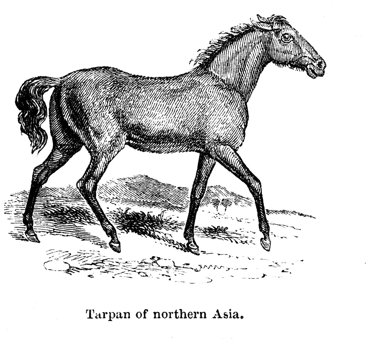 塔潘，1850年 作者 不明