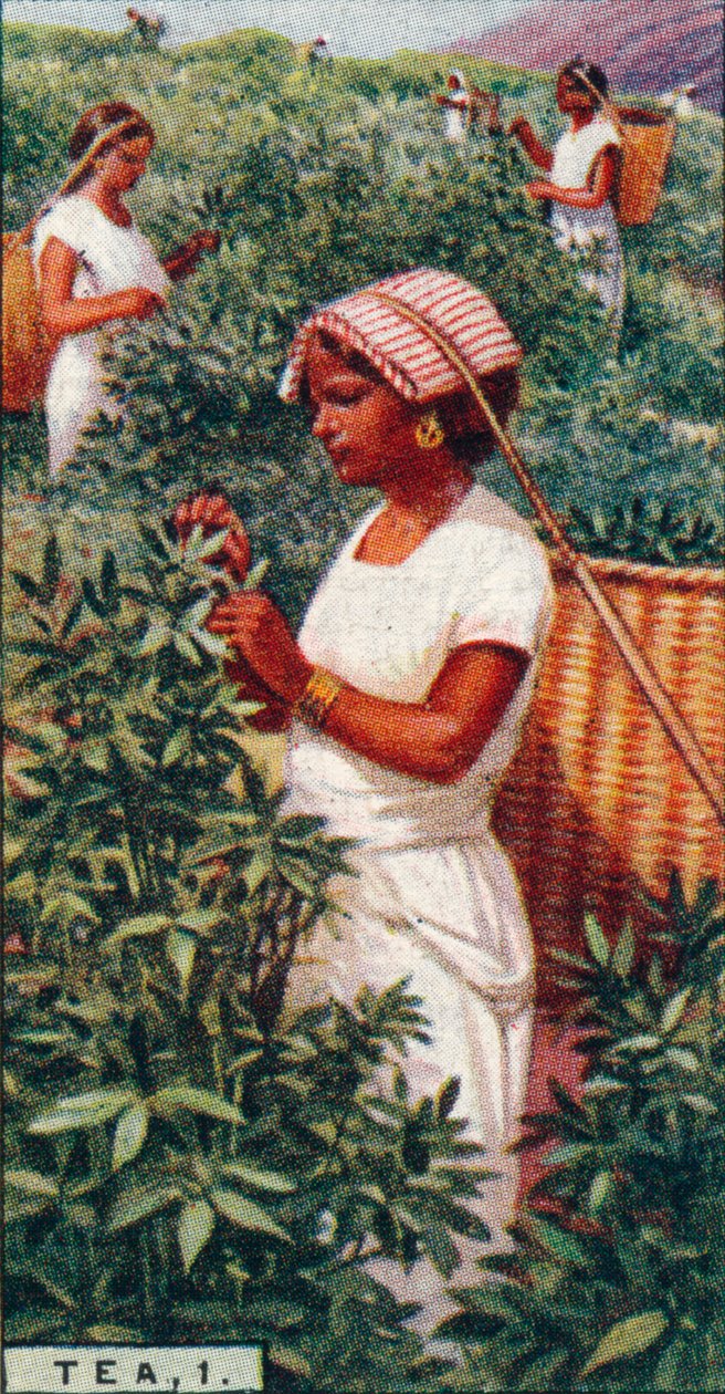 1号茶-采叶，锡兰，1928年 作者 不明