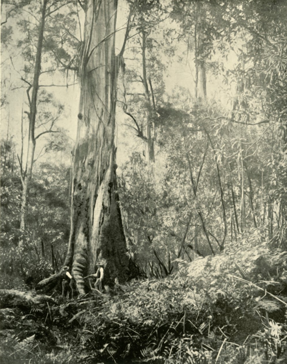 男爵，一棵著名的高大的树，1901年。 作者 不明