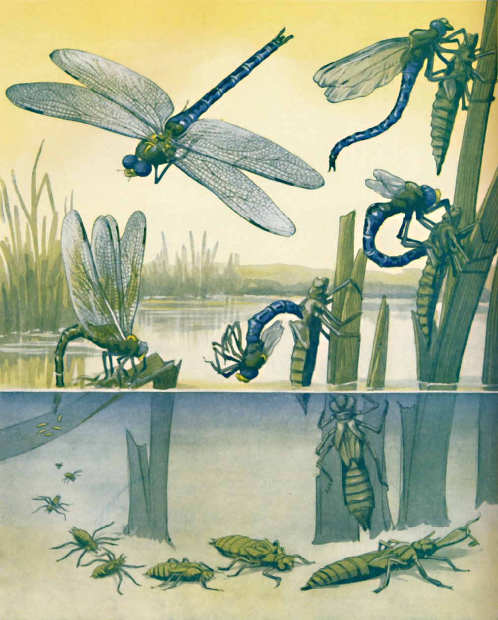 美丽的蜻蜓生活故事，1935年 作者 不明
