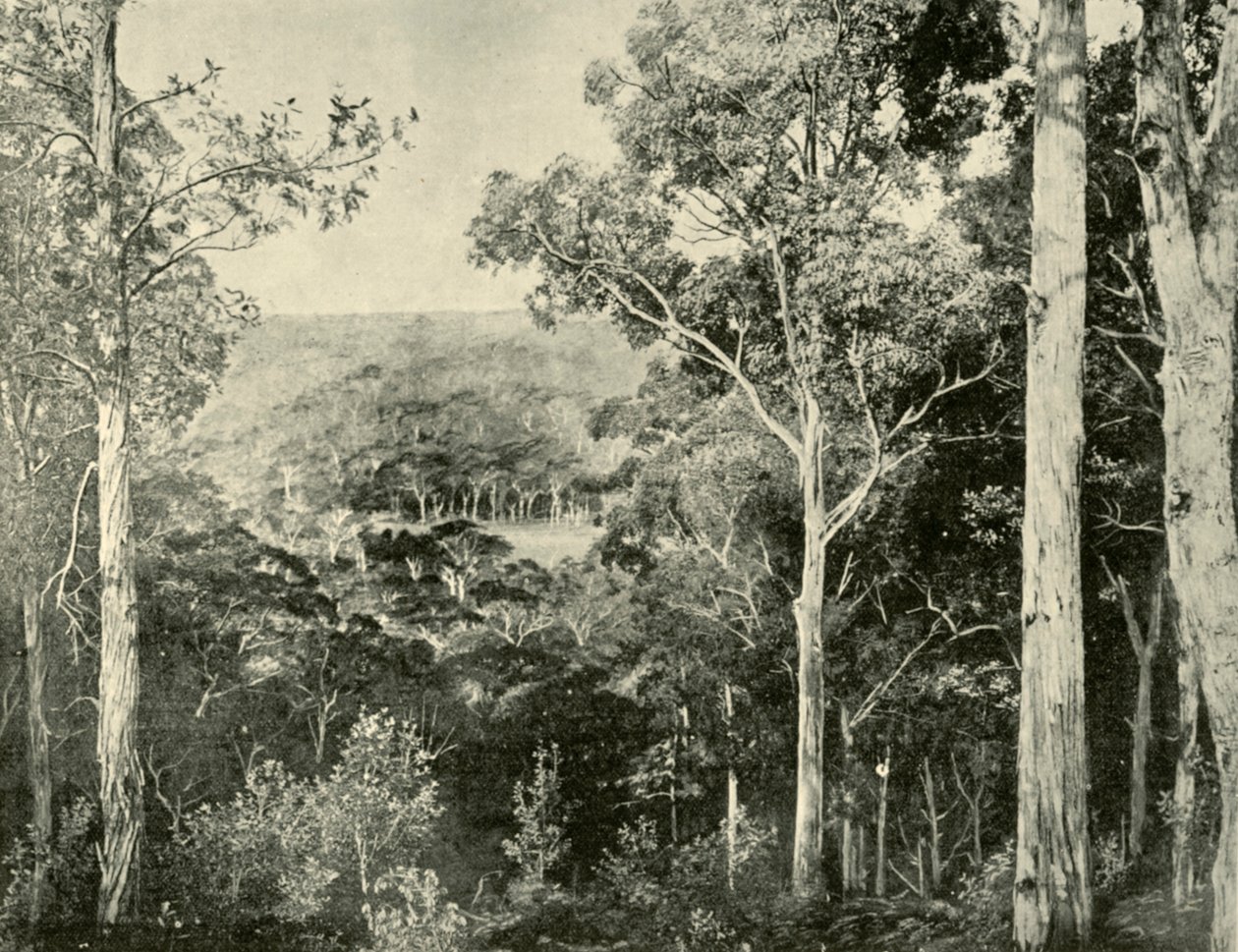 蓝山山脉，1901年。 作者 不明