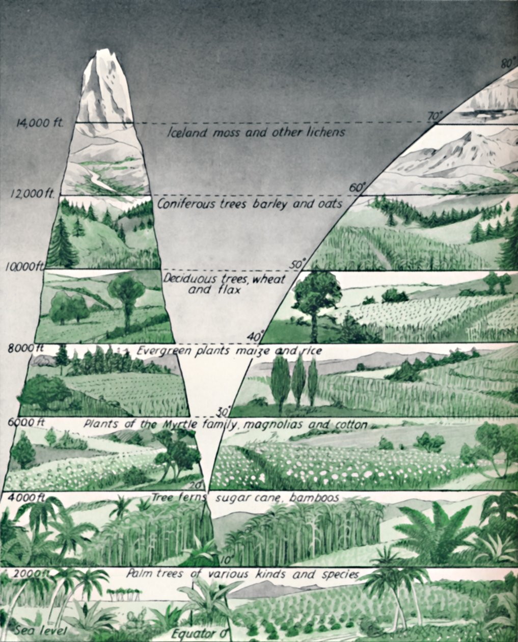植被不同区，1935年 作者 不明