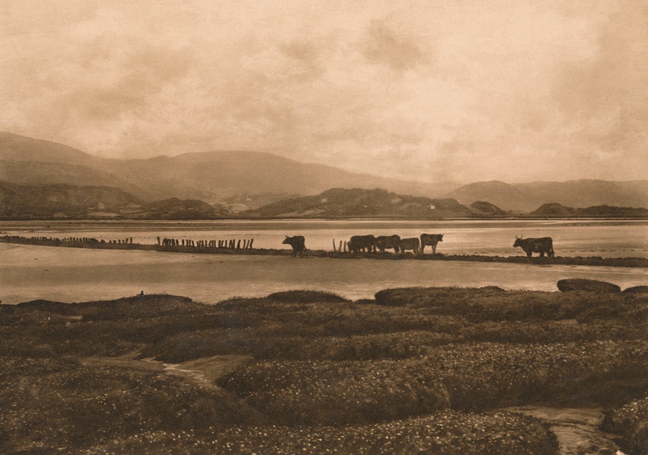 1902年在伊尼斯拉斯的道维 作者 不明