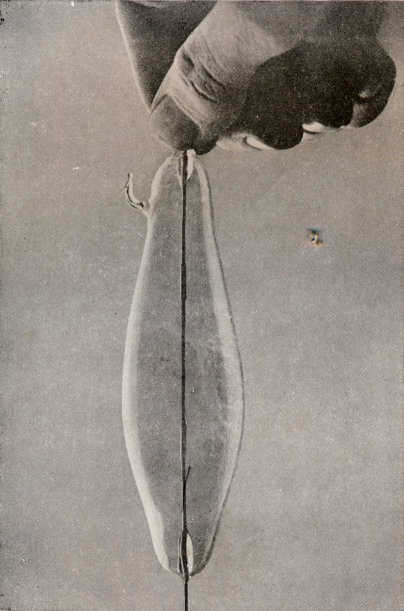 第一个白炽灯，c1916 作者 不明