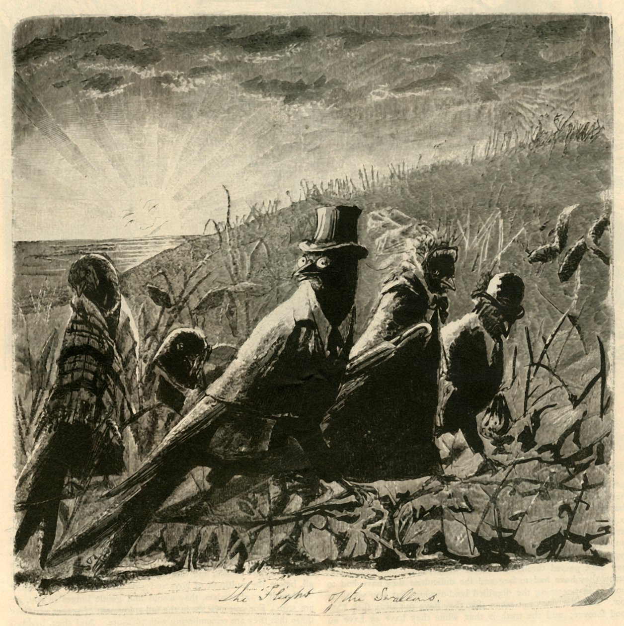 燕子飞行，1882年。 作者 不明