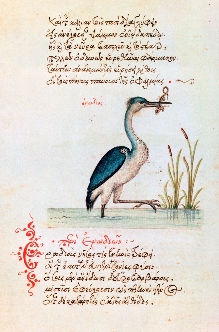 苍鹭，1564年 作者 不明