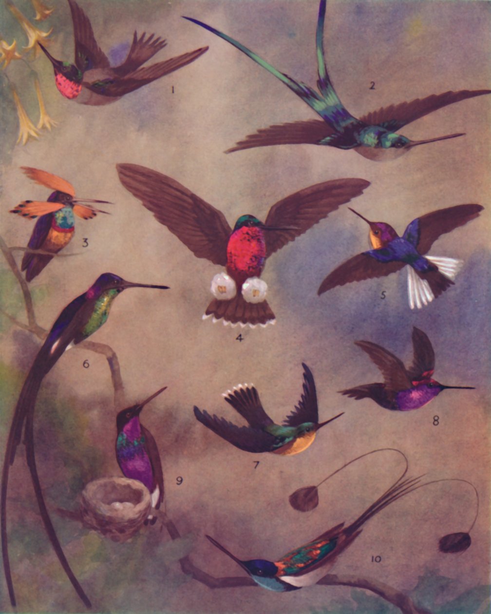 蜂鸟的奇妙色彩，1935年 作者 不明