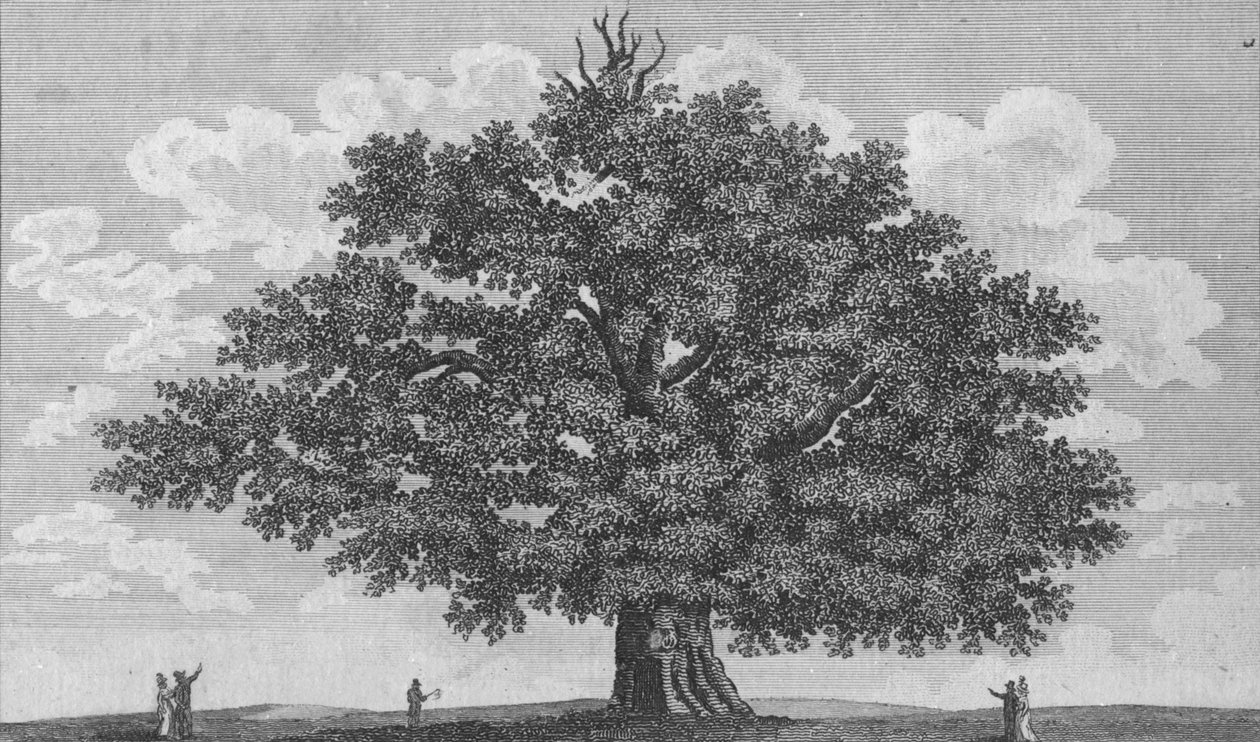 彭斯赫斯特橡树，1794年 作者 不明