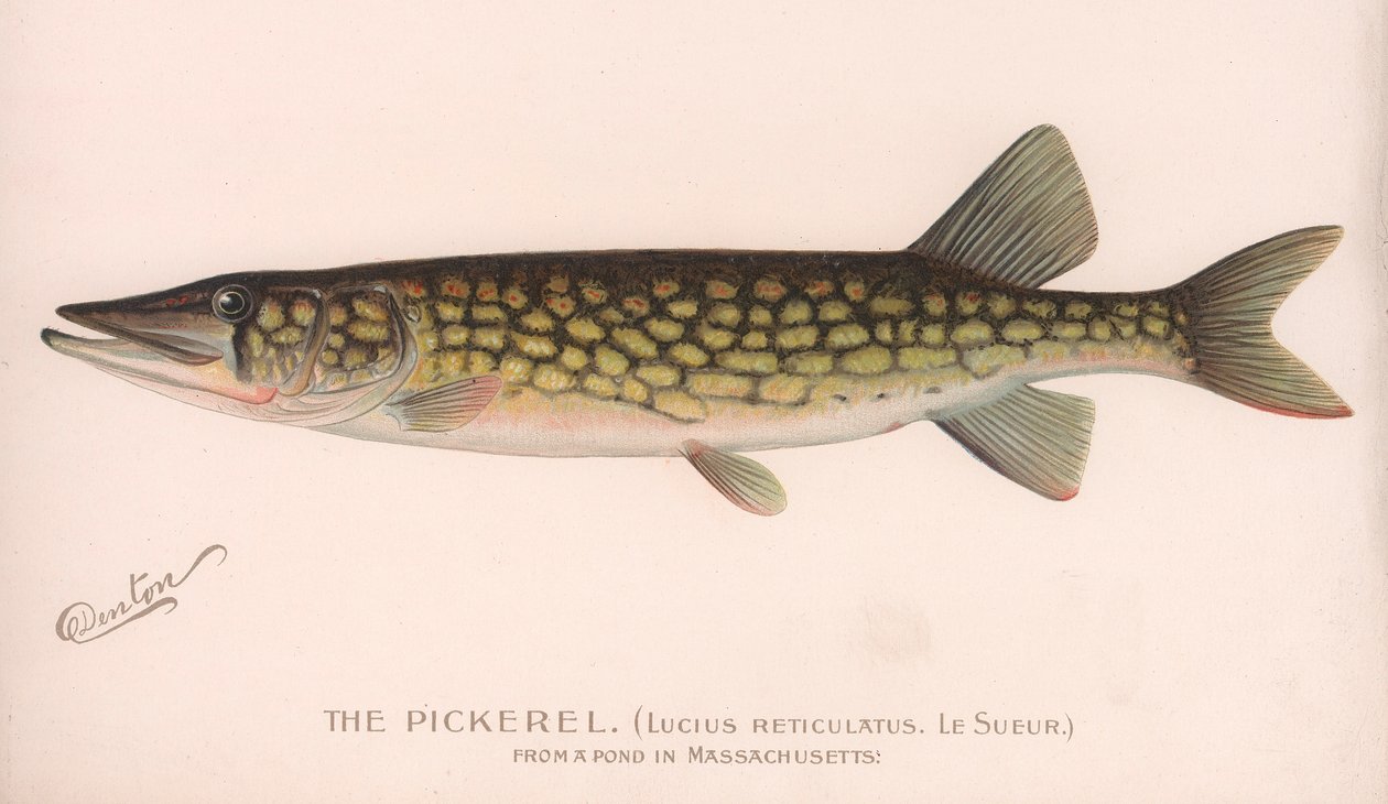Pickerel Lucius Reticulatus。 Le Sueur。，约1920年代 作者 不明