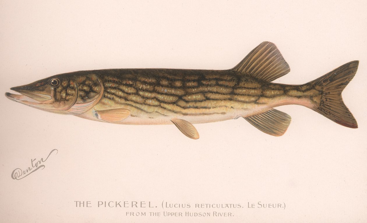 Pickerel Lucius Reticulatus。 Le Sueur，约1920年代 作者 不明