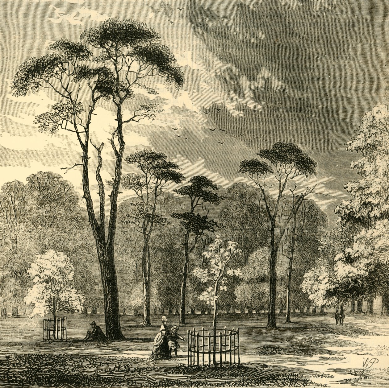 苏格兰冷杉，肯辛顿花园，1876年。 作者 不明