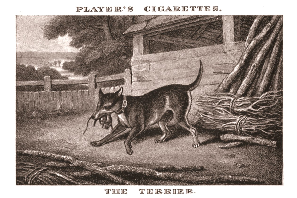 《小猎犬》，1924年。 作者 不明