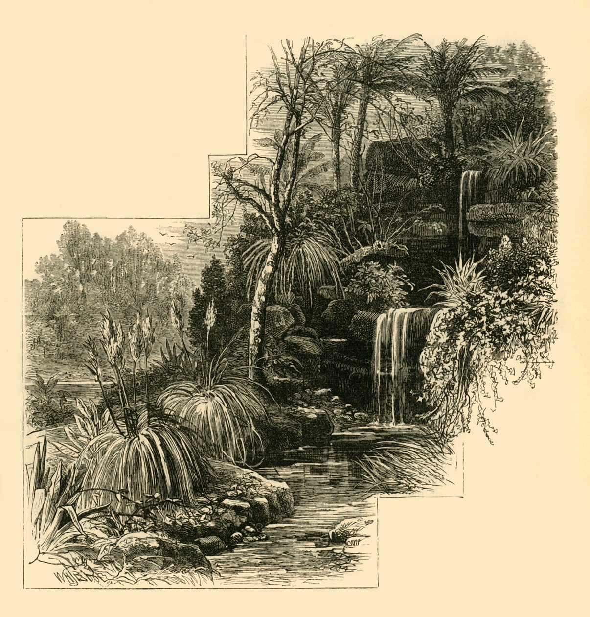热带花园，巴特西公园，c1878年。 作者 不明