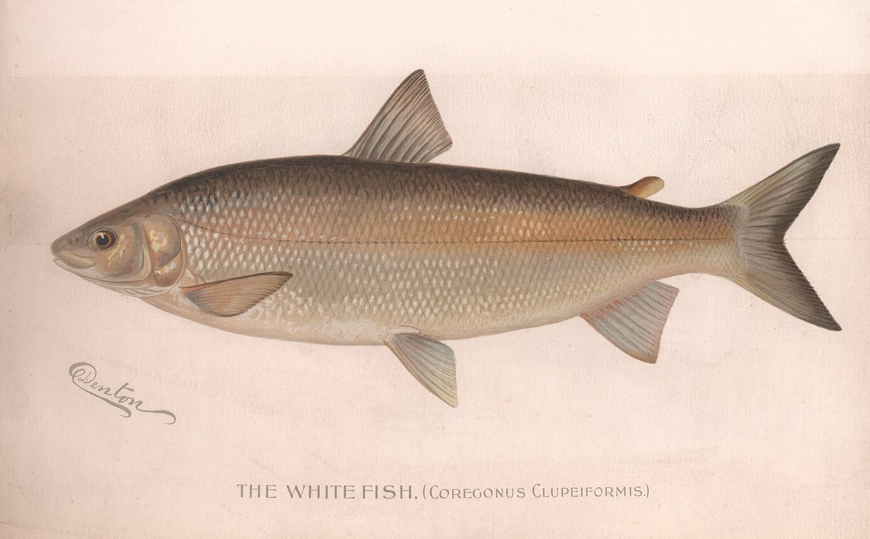 白鱼Coregonus Clupeiformis，约1920年代 作者 不明