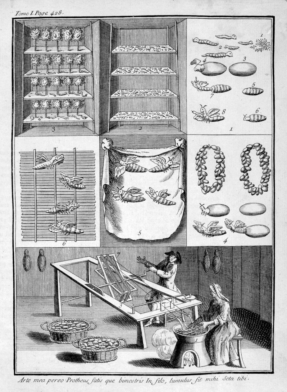 蚕的繁殖，1775年 作者 不明