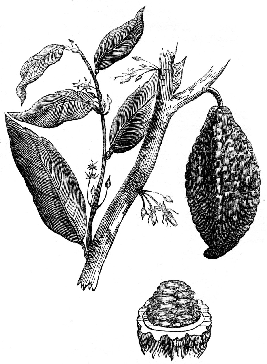 巧克力坚果树，1886年 作者 不明