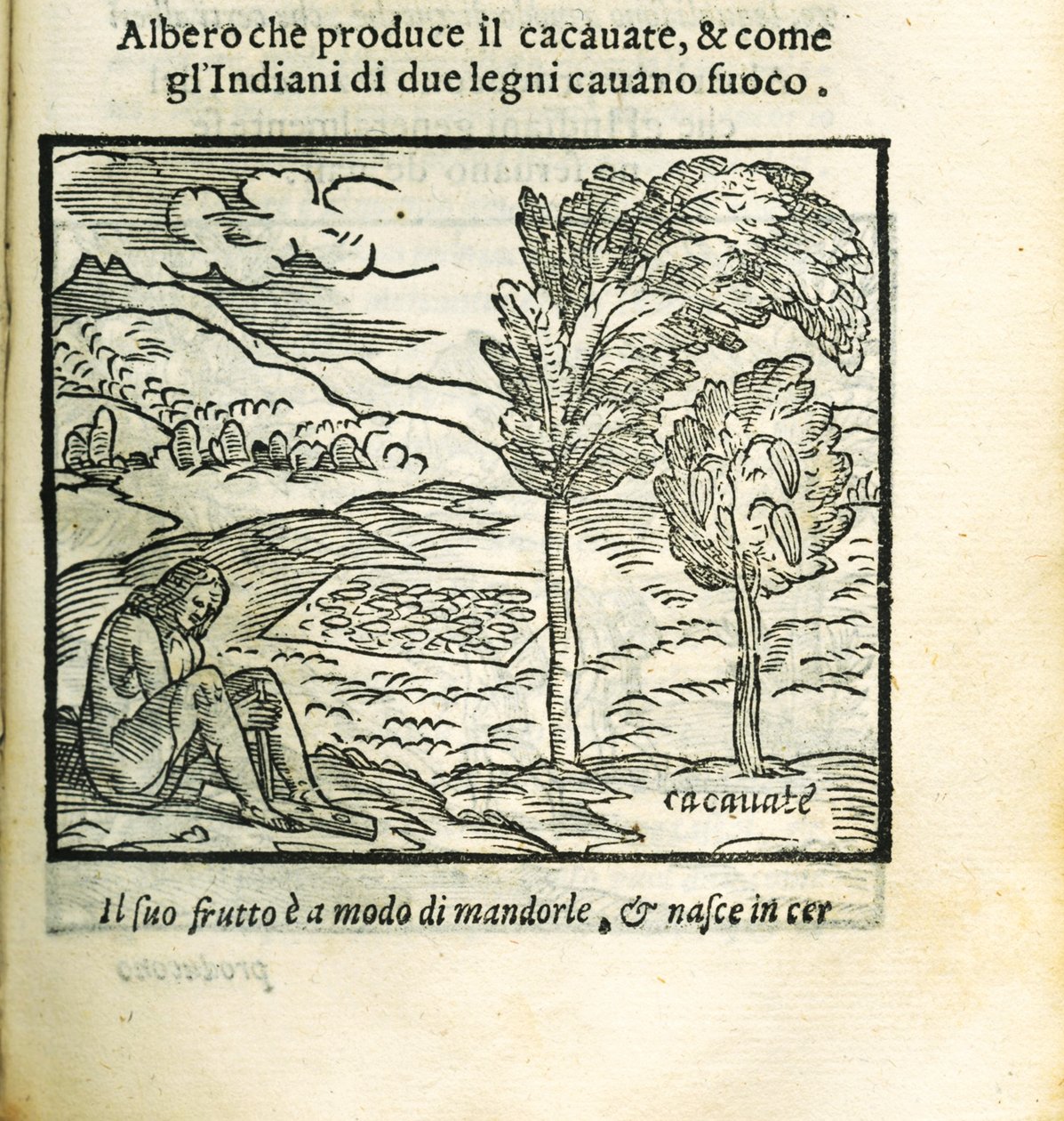 可可树。摘自Girolamo Benzoni的Historia del Mondo Nuovo，1563年。 作者 不明