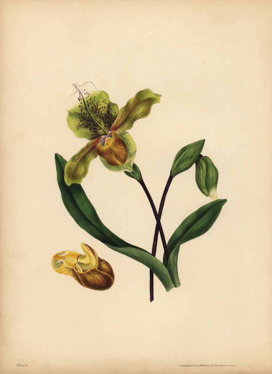 高贵的女士拖鞋，Cypripedium reginae，相似之处 作者 不明