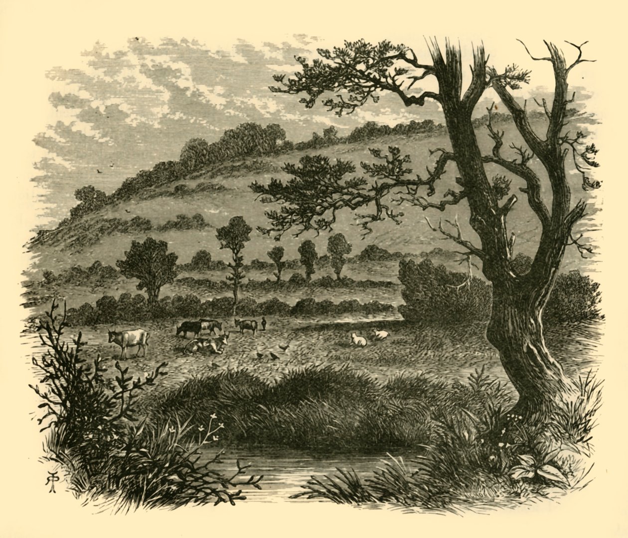Thistledon，1898年。 作者 不明