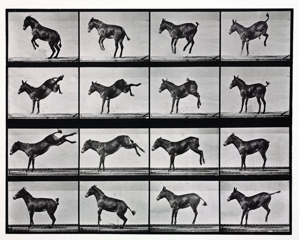 Time-lapse photographs of a mule kicking 作者 不明
