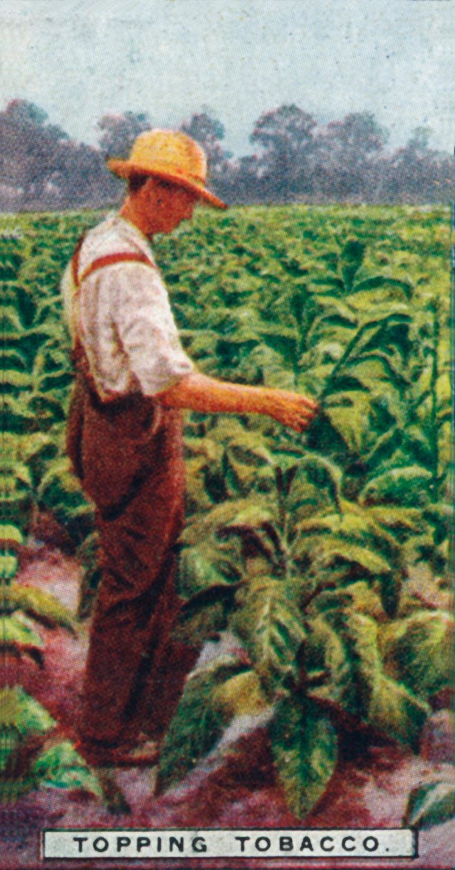 打顶烟草，1926年 作者 不明