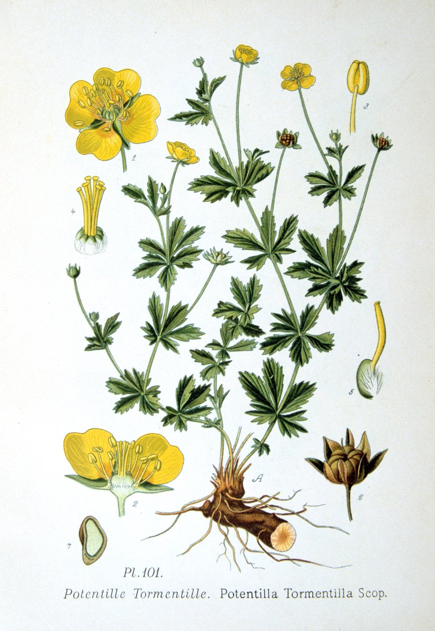 托门蒂尔，1893年 作者 不明