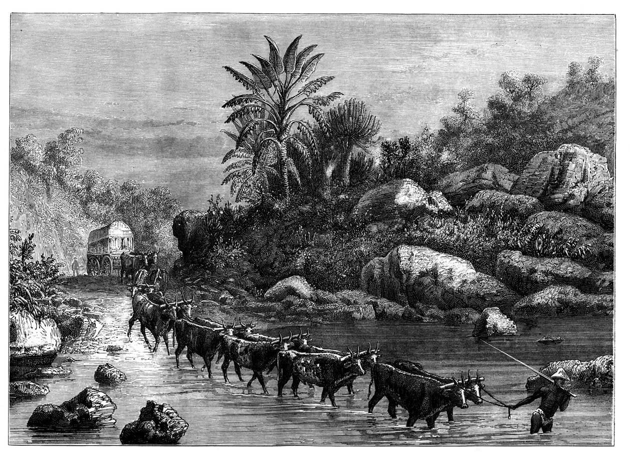 约于1890年在南非格里夸兰旅行 作者 不明