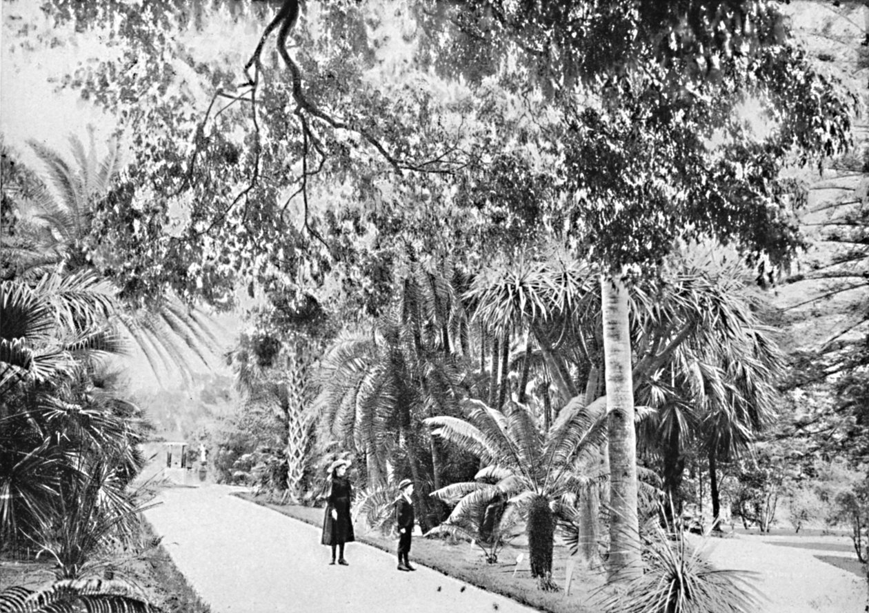 植物园中的热带棕榈和蕨类植物，c1900年。 作者 不明