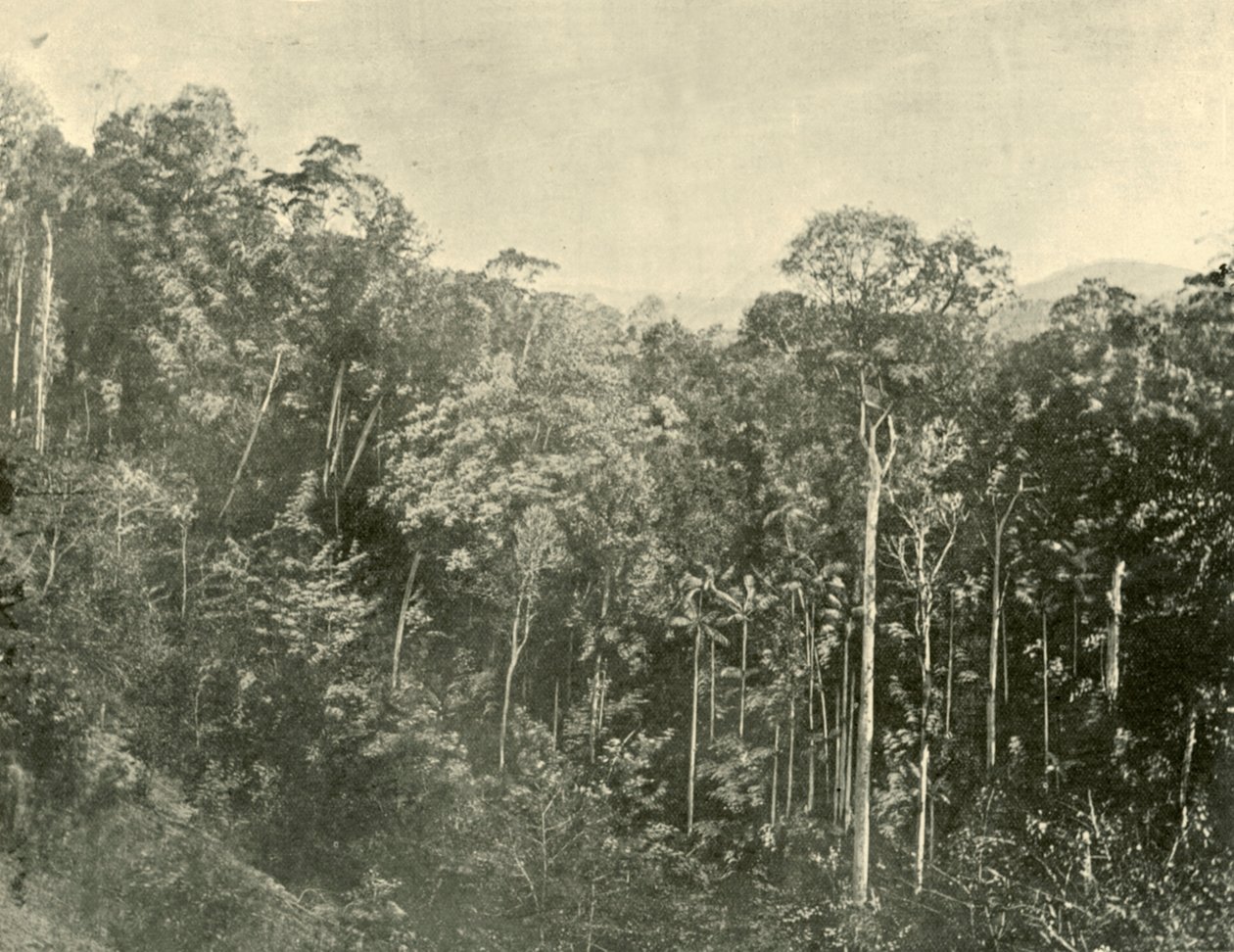 1901年，昆士兰州布莱克勒山脉的热带灌木丛。 作者 不明