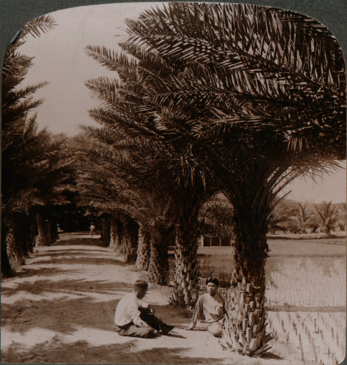 枣椰子，在檀香山，H.附近的Moanalua大道的热带秀丽。 c1900 作者 不明