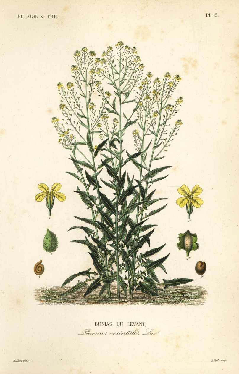 土耳其菜或土耳其火箭，Bunias orientalis，Bunias de Levant 作者 不明