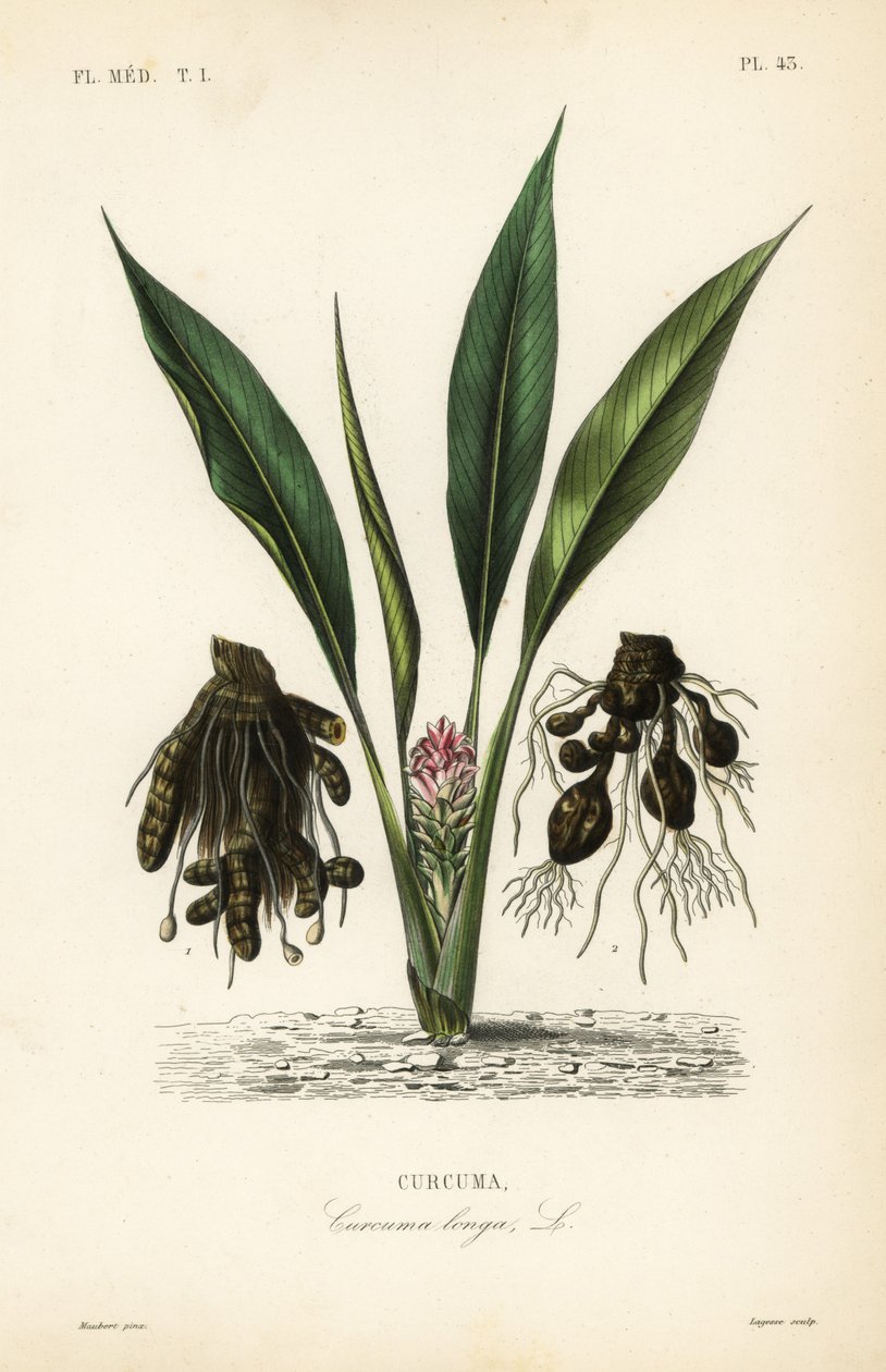 姜黄或尤肯，Curcuma longa，Curcuma 作者 不明