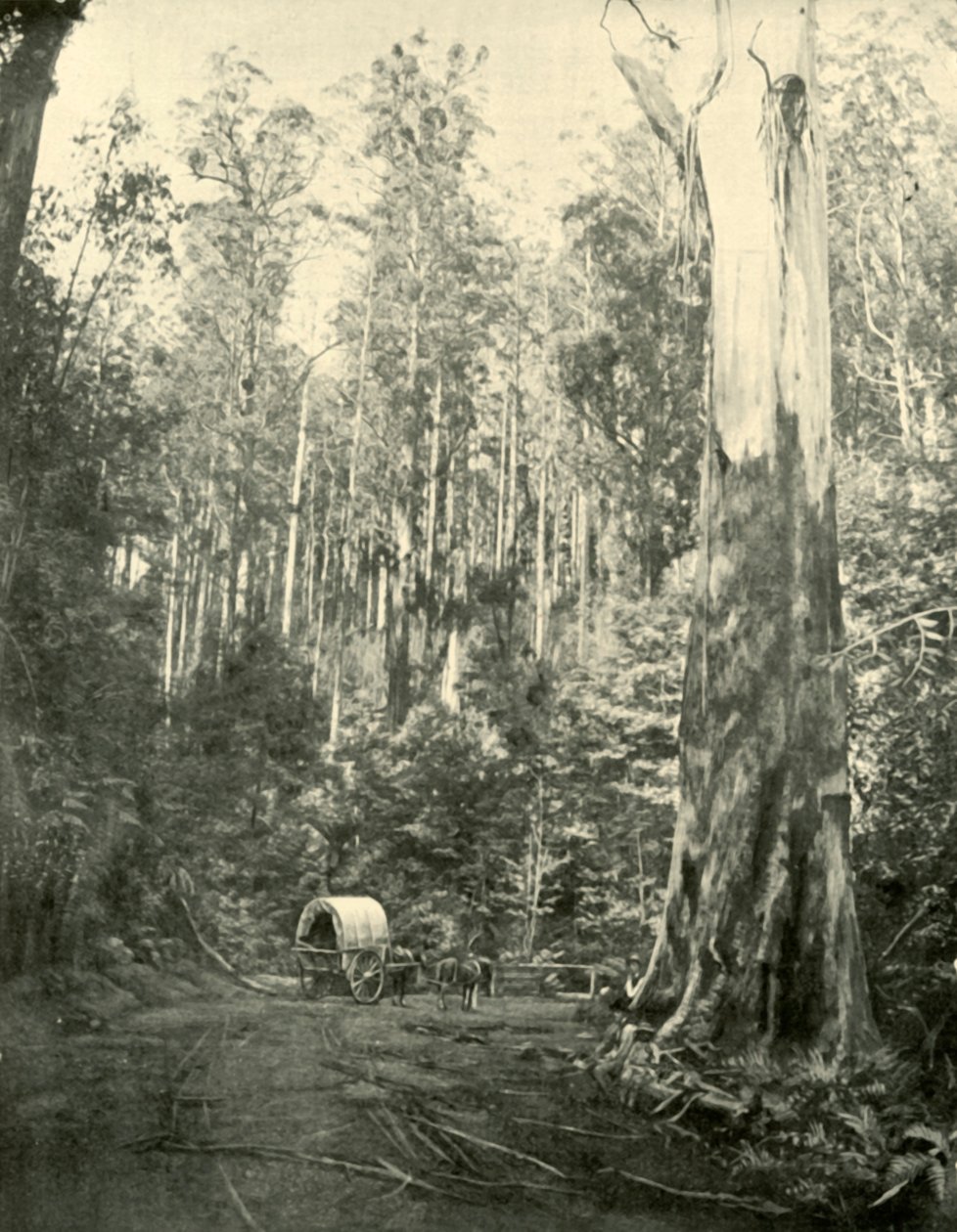 山姆大叔，1901年。 作者 不明