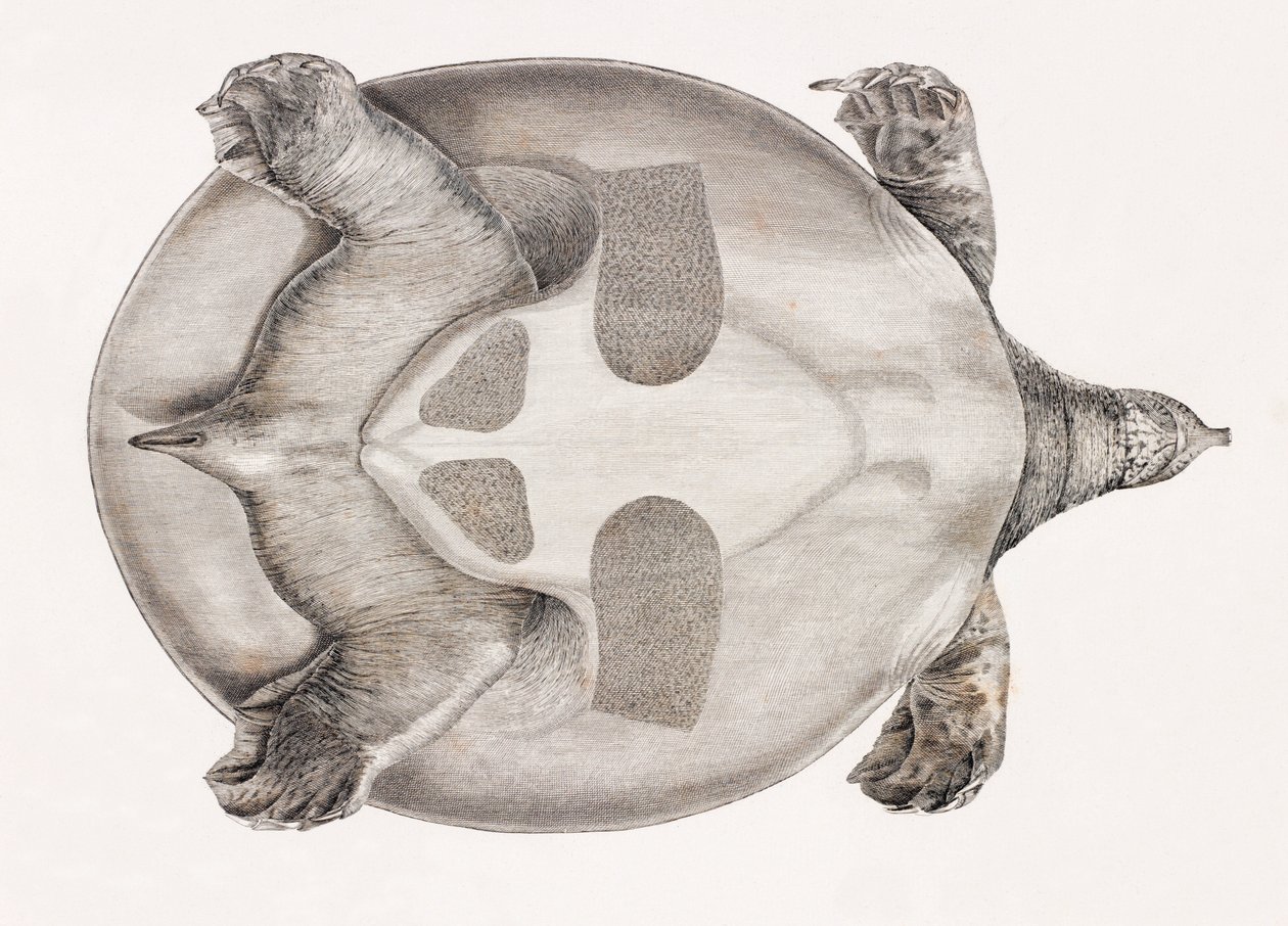 Underneath view of a turtle 作者 不明