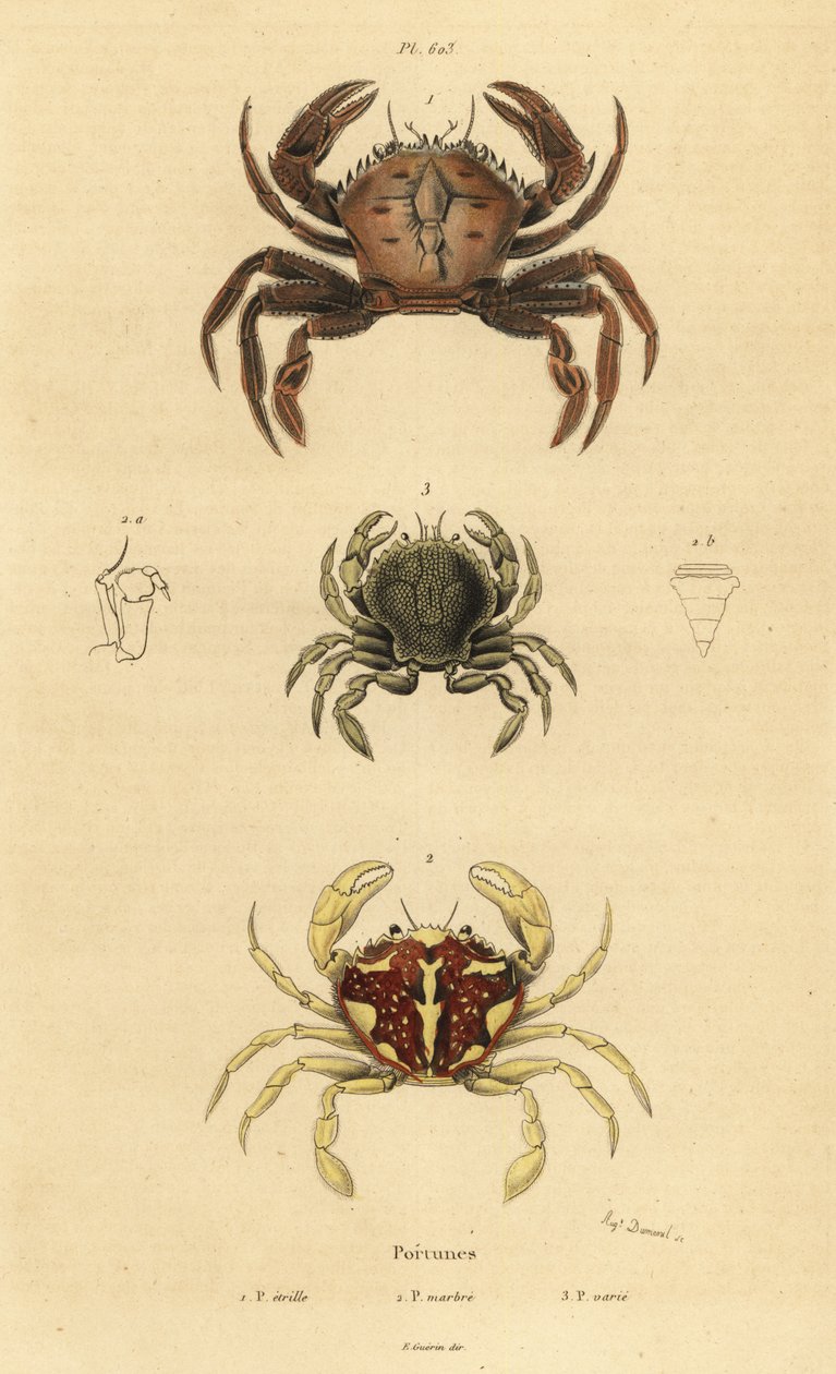 绒毛蟹，Necora puber 1，斑纹游泳蟹，Liocarcinus marmoreus 2，以及Pennant的游泳蟹，Portumnus latipes 3 作者 不明