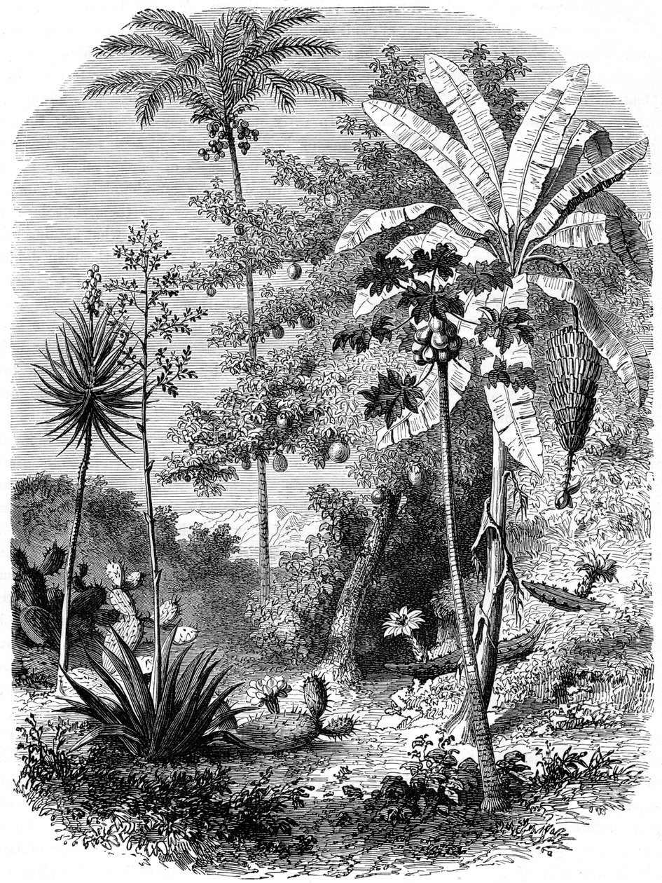 西班牙主要景观，危地马拉，1877年 作者 不明