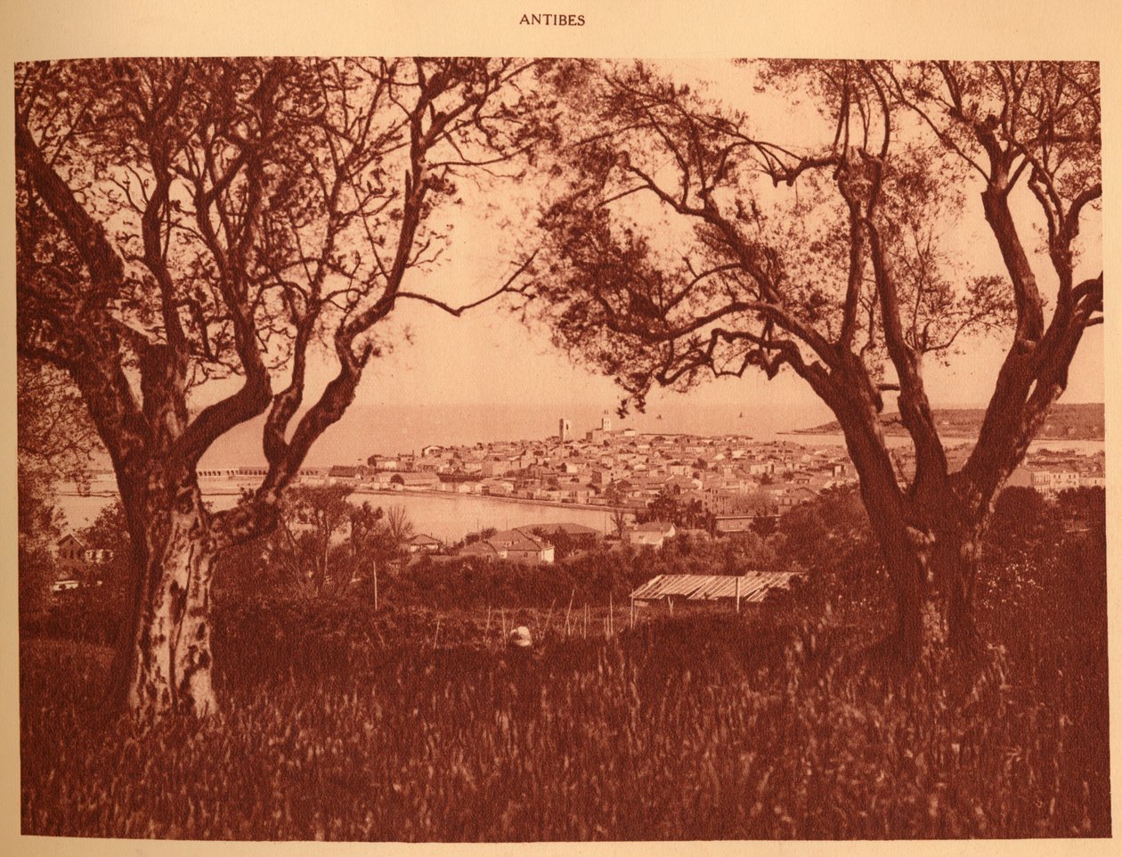 穿过橄榄树到昂蒂布的景色，1930年。 作者 不明