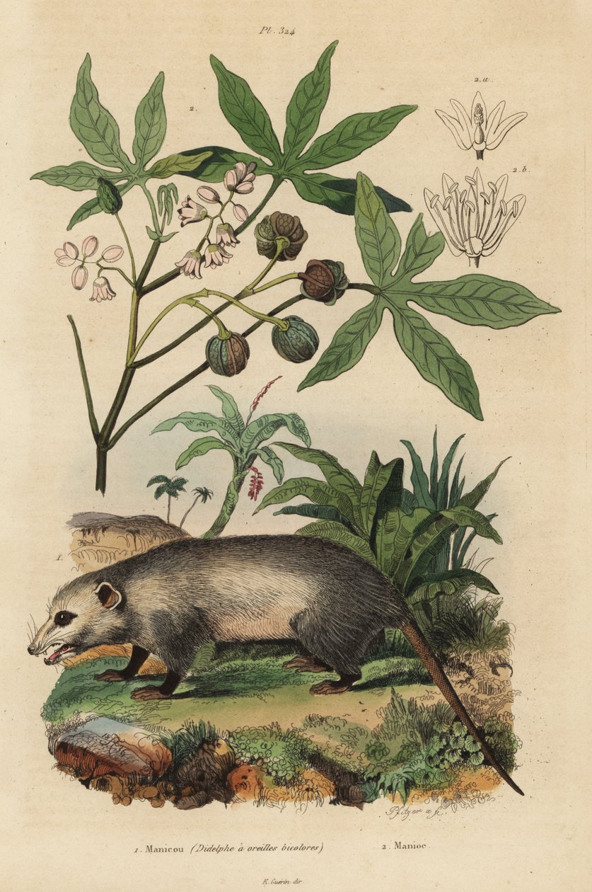 弗吉尼亚负鼠、Didelphis virginiana 1 和木薯或 yuca、Manihot esculenta 2 作者 不明