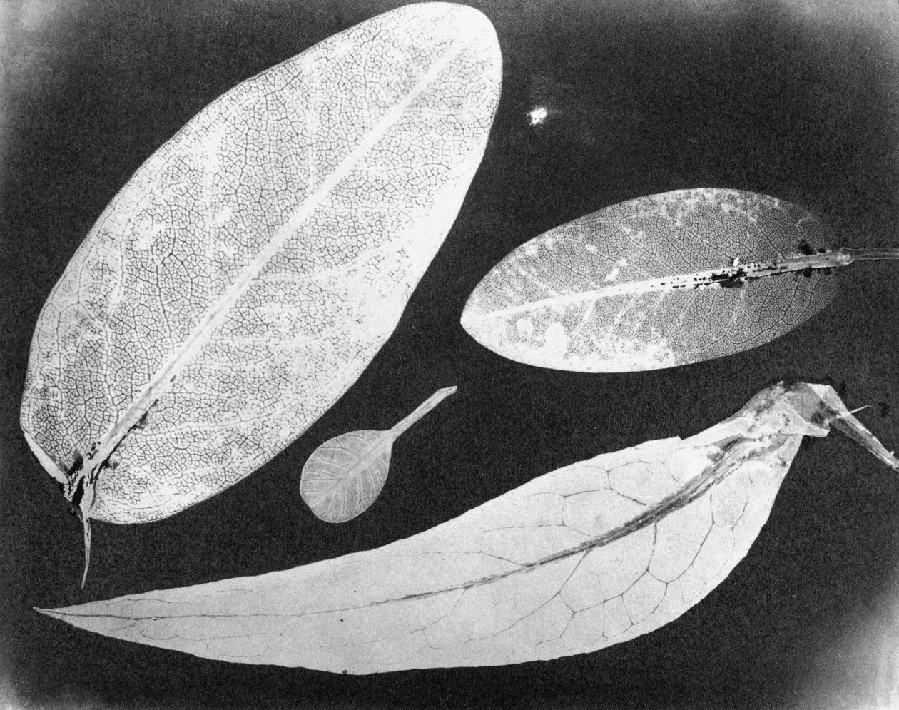 水固定照片 四叶，1839年夏 作者 不明