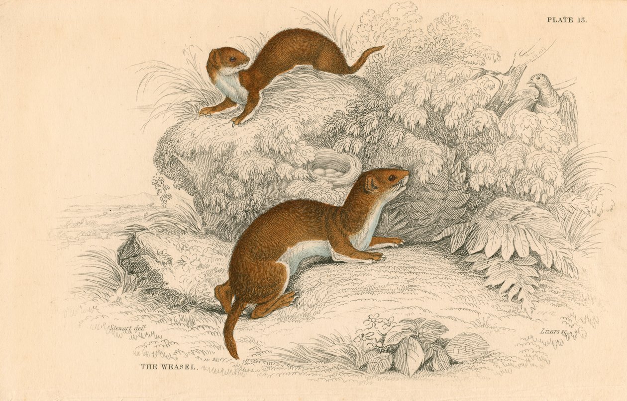 黄鼠狼Putorius nivalis，最小的欧洲食肉动物，1828年 作者 不明