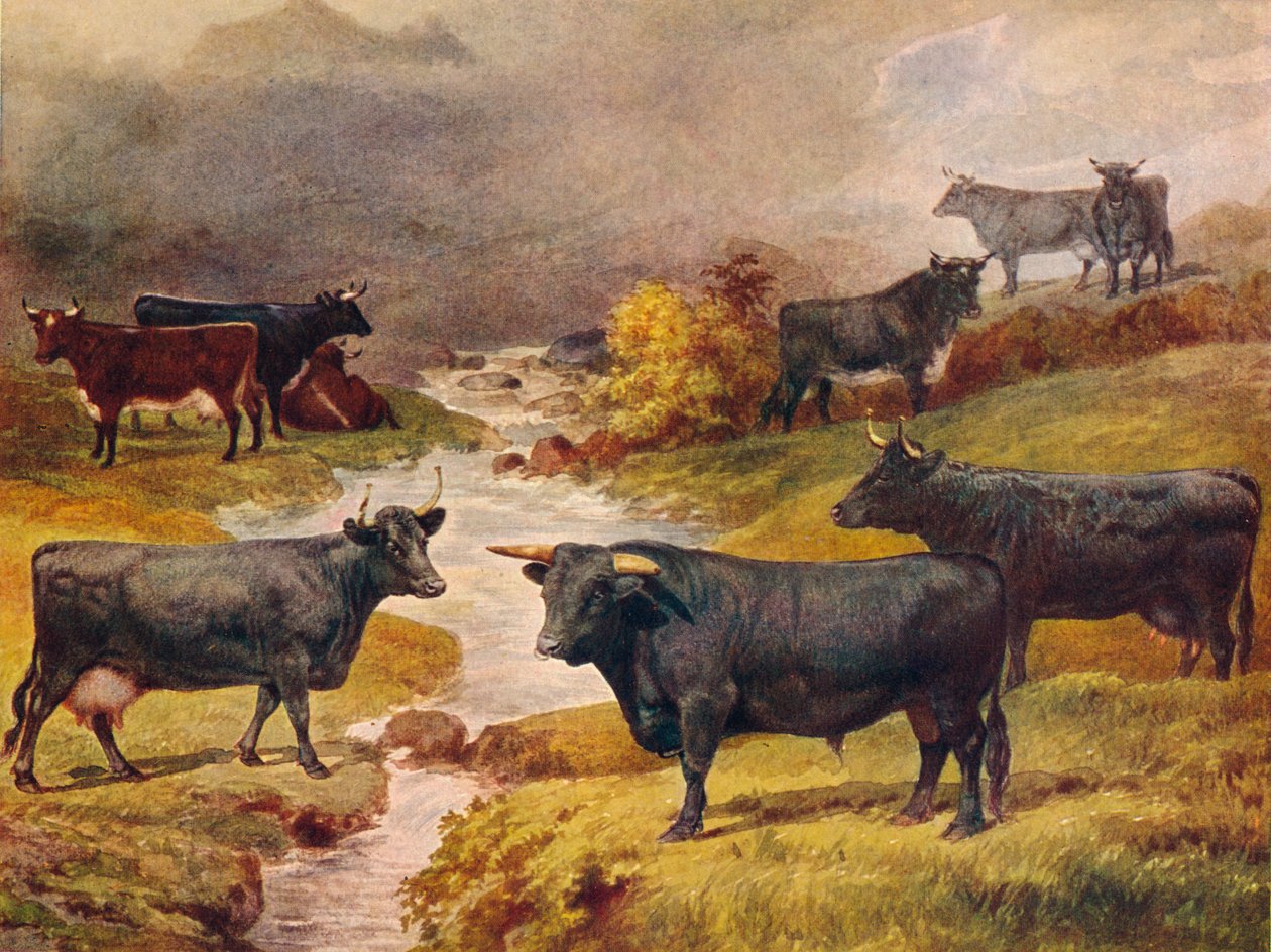 威尔士黑牛，c1906 c1910 作者 不明