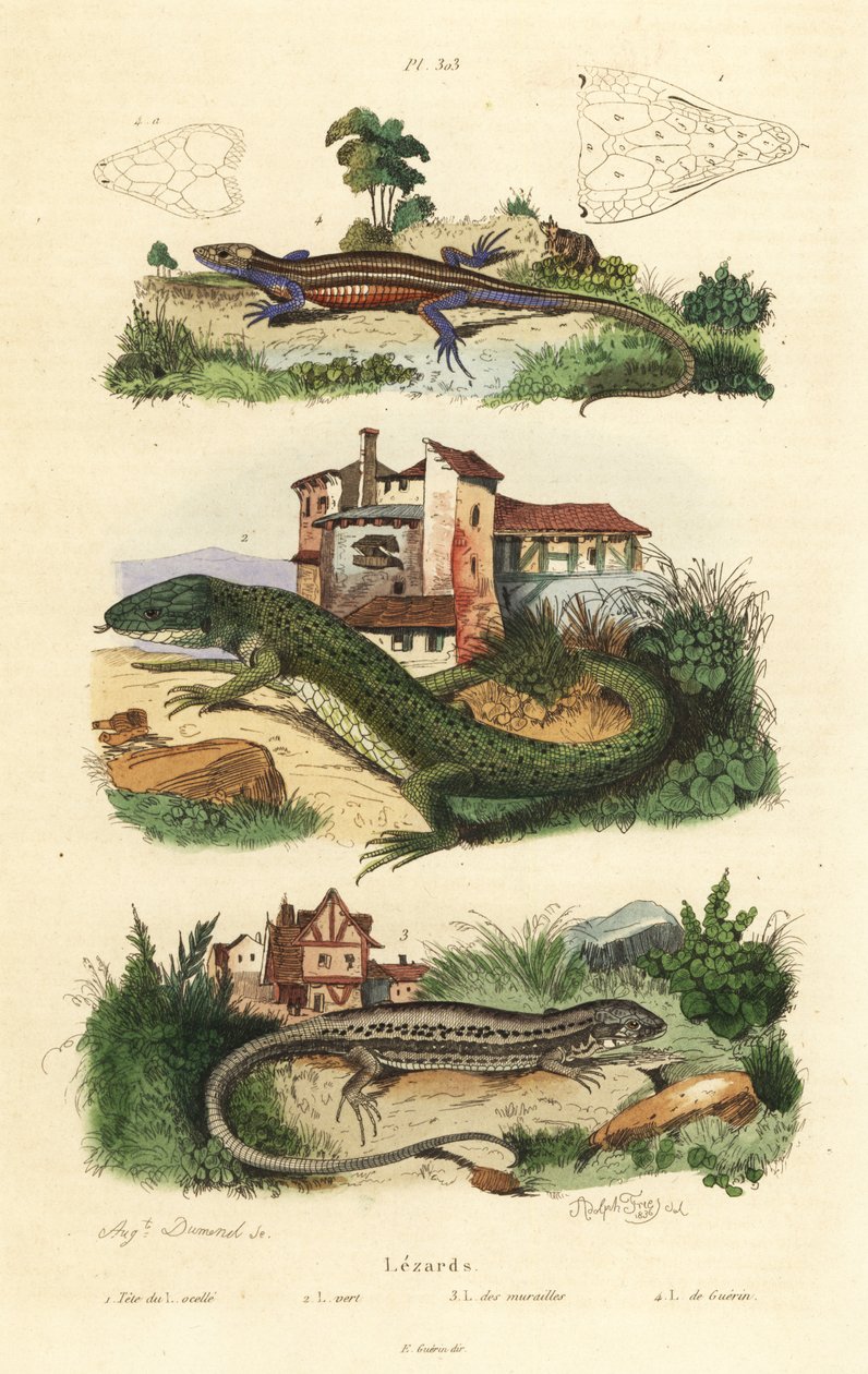Western green lizard, Lacerta bilineata 2, wall lizard, Podarcis muralis 3 和胎生蜥蜴, Zootoca vivipara 4 作者 不明