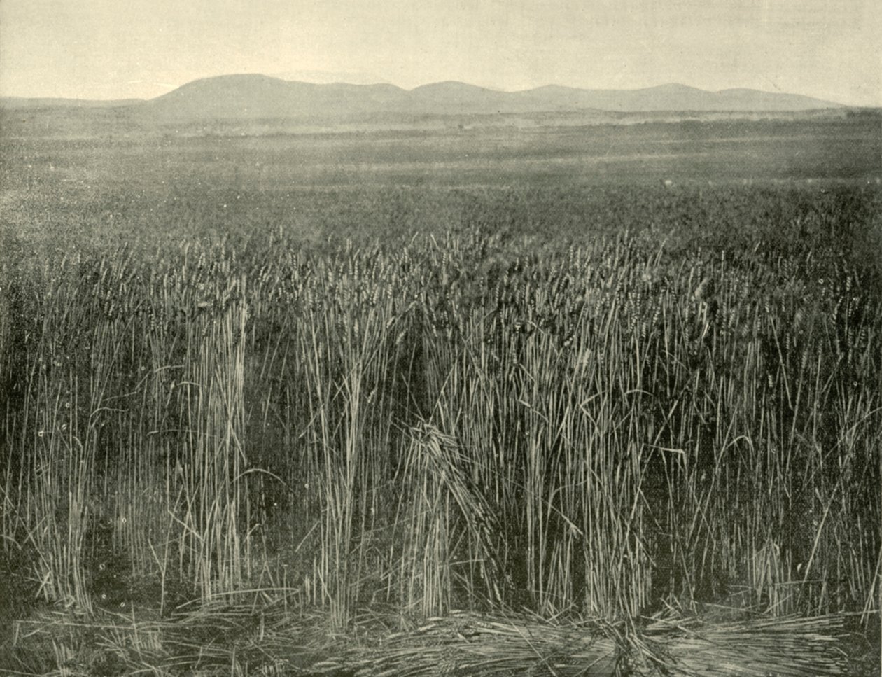 1901年，昆士兰州坎宁当斯，麦田。 作者 不明