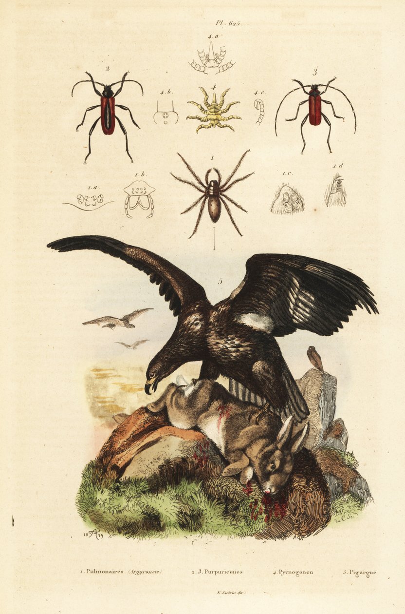 白尾海雕，Haliaeetus albicilla 5，和猎物，水蜘蛛，Argyroneta Aquatica 1，Purpuricenus beetles 2 作者 不明